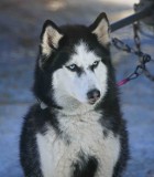   Sitka ( One Of My  Favorite Dogs On Cascade Quest Race)