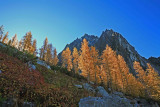  Morning Light Through The Larch Near Colchuck Pass