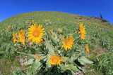 Arrowleaf Balsam( First Native Flowers To Bloom On The Hillsides)