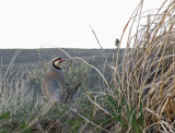  Chukar  Near Summit Of Birch Mt.