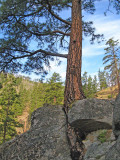  Tree Growing Out Of Rock