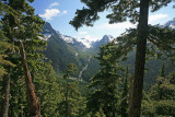  Virgin Forest And Mountains Along Hoh River Trail