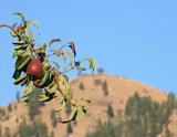 Red Bartlet Pears  Near Ardenvoir ( Steliko Lookout In Background)