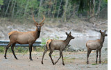  Elk After Crossing River Near Town Of Packwood.