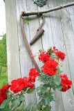  Europea Roses 