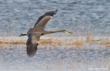 GreatBlueHeron40c.jpg