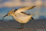 Sanderling16c.jpg