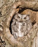 EasternScreechOwl08c9404.jpg