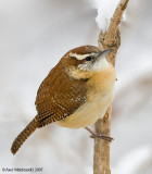 CarolinaWren10c0583.jpg