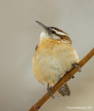 CarolinaWren12c0690.jpg