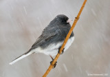 Junco41c1173.jpg