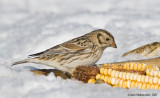 LaplandLongspur02c1567.jpg