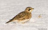 HornedLark17c1577.jpg