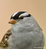 White-crownedSparrow01c5951.jpg