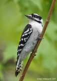 DownyWoodpecker85c7011.jpg