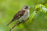 Rose-breastedGrosbeak41c7044.jpg