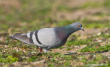 RockDove01c0904.jpg