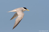 LeastTern26c4968.jpg