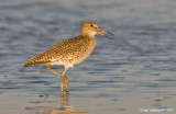 Willet07c5229.jpg