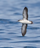 AudubonsShearwater01c3849.jpg