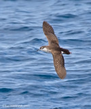 AudubonsShearwater03c3856.jpg