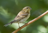 PurpleFinch32c8801.jpg