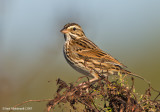 SavannahSparrow01c8842.jpg