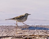 Pipit side view.