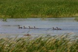 Canada geese swimming at Horicon Marsh.