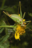 This katydid feeding on a flower is even more visible.