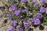 Mexican Vervain.