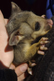 baby brushtail possum