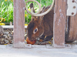 Yum, Nectarine!