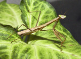 18 July Mantis