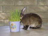 Yum, Wheat Grass!