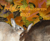 Pet Bunny Halloween 2007