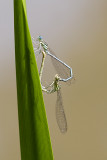 Copulating White-legged Damselflies