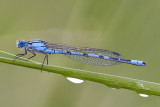 Common Blue Damselfly