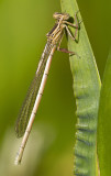 Teneral White-legged Damselfly