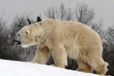 Polar Bear Detroit Zoo 2007.JPG
