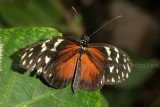 Longwing Tiger 07.JPG