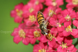 small bee 07b.JPG
