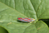 Leaf Hopper 07a.JPG