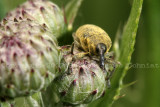Straight Snouted Weevil Apion longirostre 07a.JPG