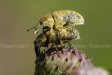 Macro Insects