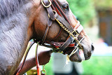 Profile of a Primed Thoroughbred
