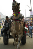 Camel car near the Mela Ground