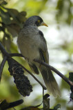 Noisy mynah on the Spit, Mooloolaba