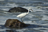 Egret