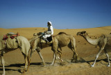 Bedouin camel train, even then a very rare sight
